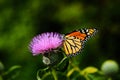 Butterfly on the pink flower